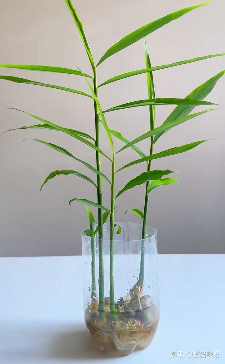想在阳台种菜,有哪些入门级好上手的蔬菜种类? - 知乎