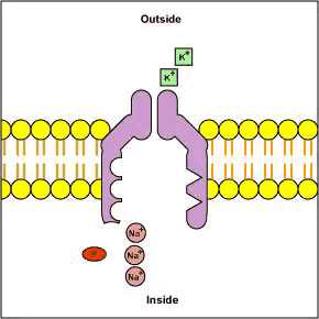 钠钾泵是什么原理,是主动运输的一种吗,作用是什么,麻烦讲解下?