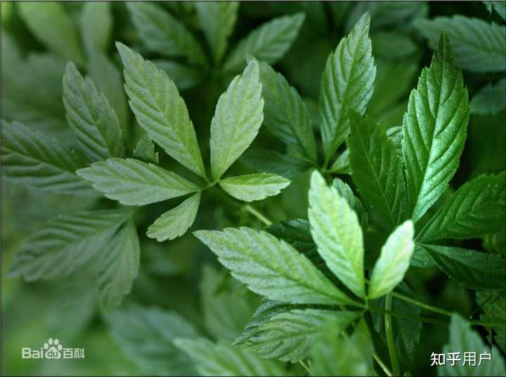 五片叶子的植物都有哪些？ - 知乎