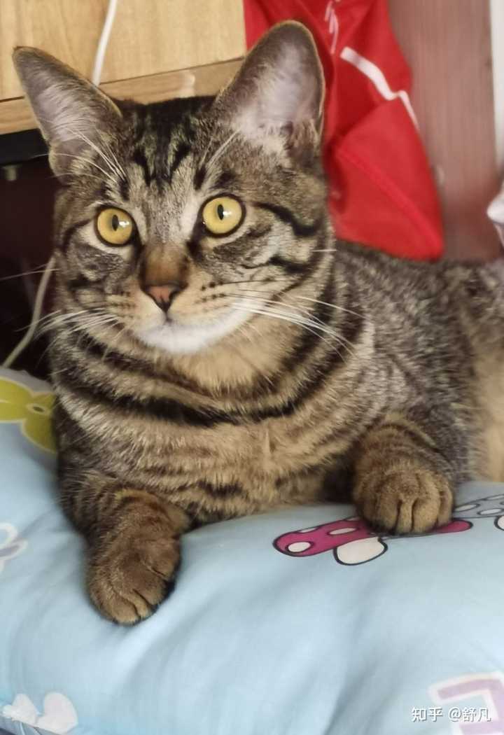 怎么分辨是不是狸花猫？ - 知乎