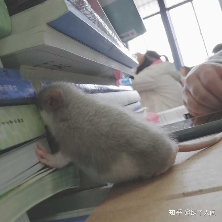 家里养花枝鼠是怎样的体验 绿了人间的回答 知乎