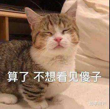 为什么大家都在说intp是猫？ - 知乎