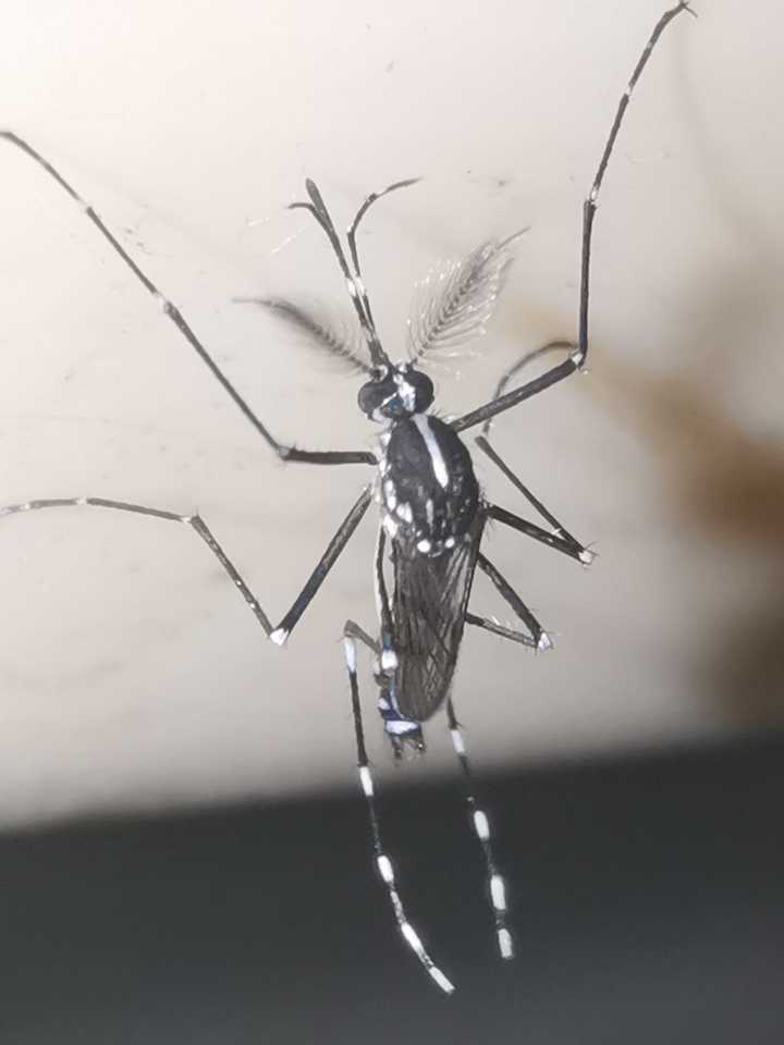 怎么分辨双翅目的蚊,蝇,虻,蚋,蠓? - 知乎