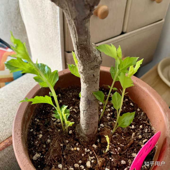 树木被砍伐后,树根能长成一棵新树吗? - 知乎