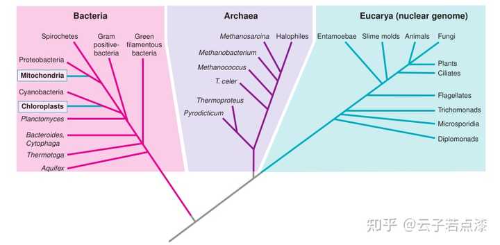 生物学中有几种给生物分类的方法？到底是怎么分类的？ - 知乎