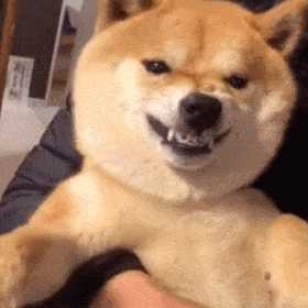 有哪些超级可爱的柴犬的表情包?