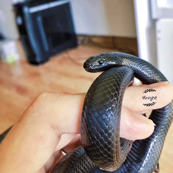 养蛇是一种怎样的体验 知乎