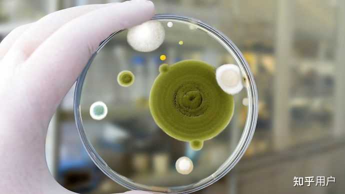 微生物实验中的CFU是什么意思? - 知乎