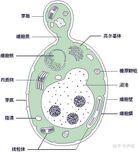 生物学中的「酵母」是什么？ - 知乎