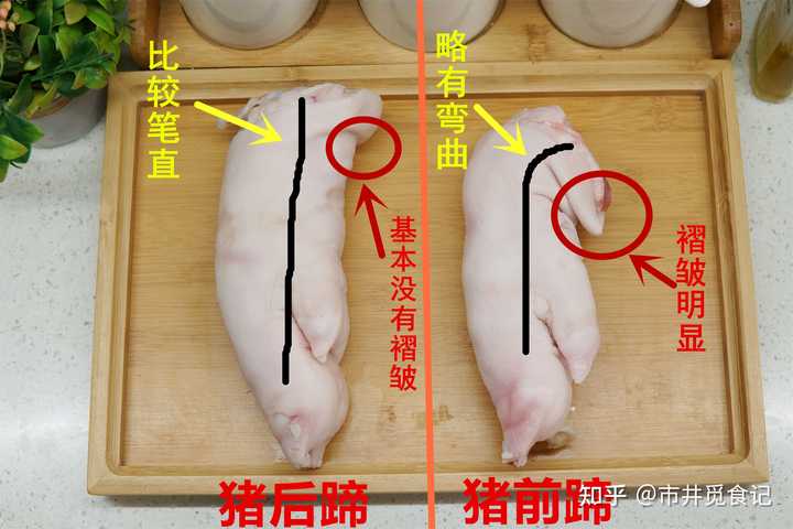 猪的前蹄和后蹄怎么区分? - 知乎