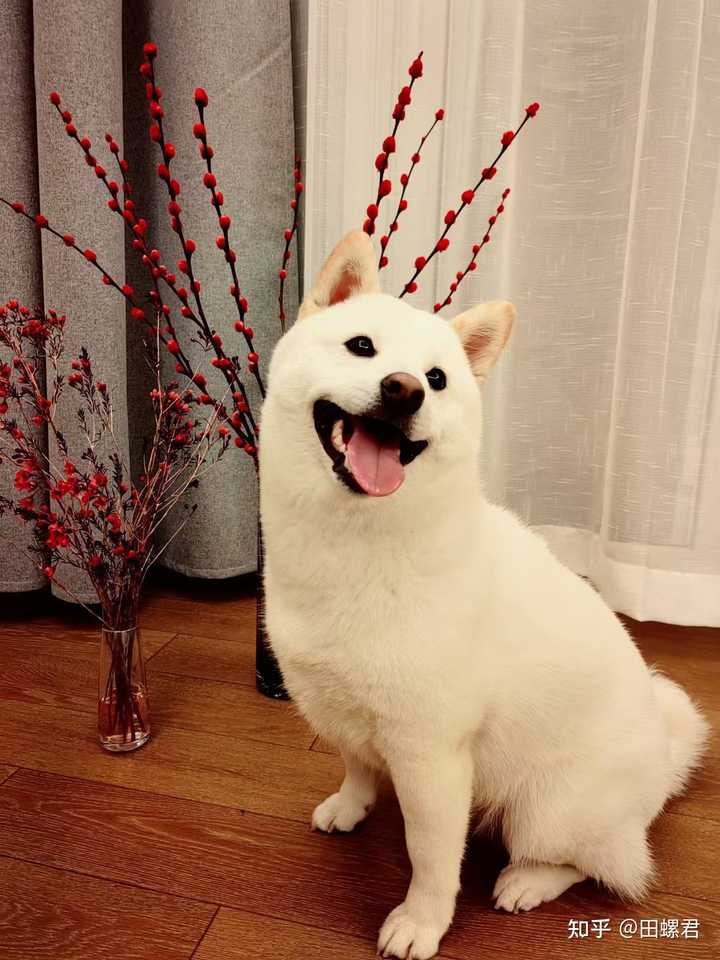 白柴犬的优缺点有哪些? - 知乎
