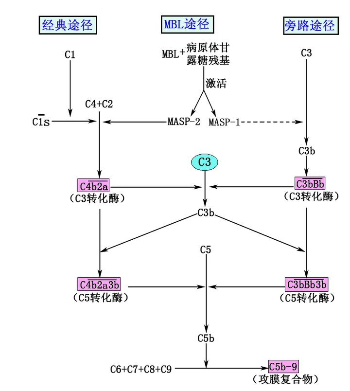什么是补体? - 知乎