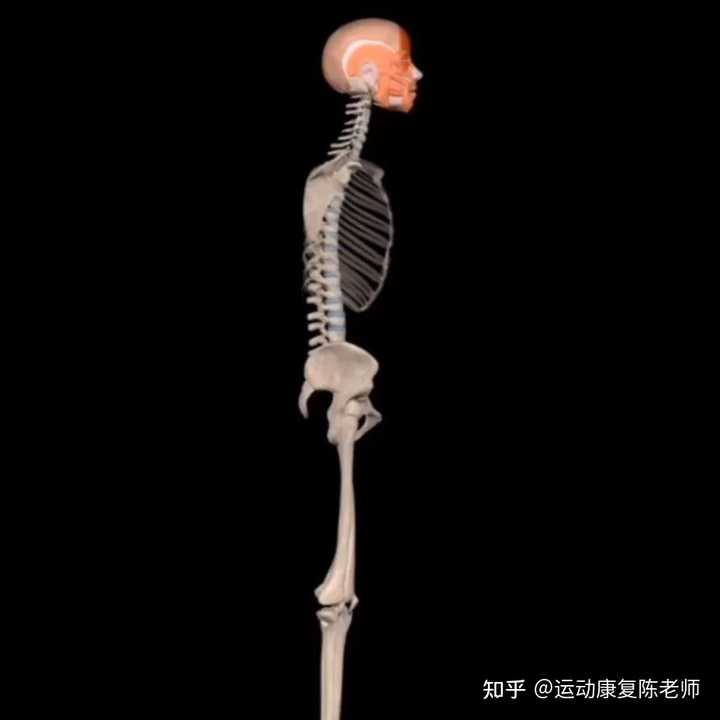 突然背挺直就痛,驼背就不痛是什么情况? - 知乎