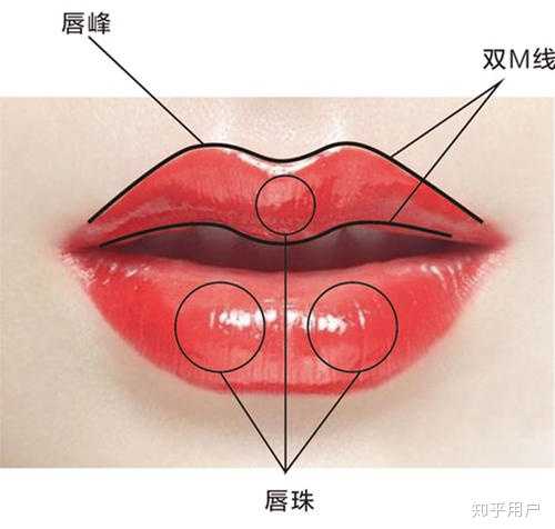 唇部包含哪些部位? - 知乎