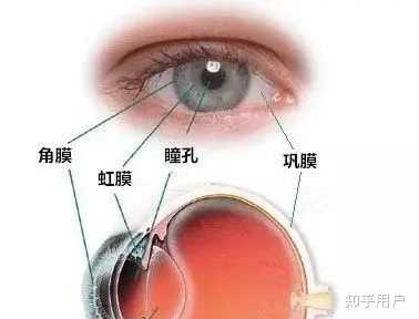 瞳孔在什么情况下会放大？ 知乎
