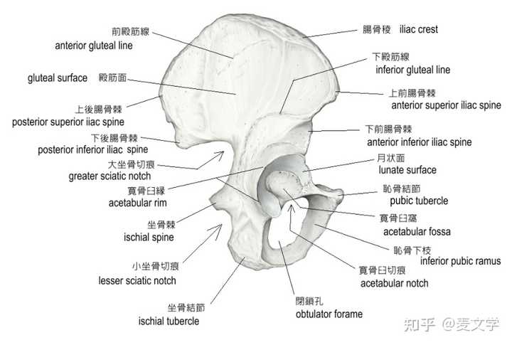 耻骨为什么叫耻骨? - 知乎