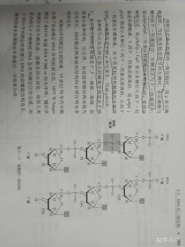 粘性末端的3'端和5'端怎么规定的？ - 知乎