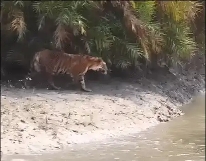 动图封面