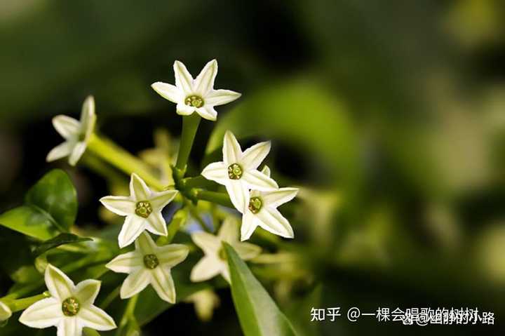 有哪些花是晚上盛开的? - 知乎