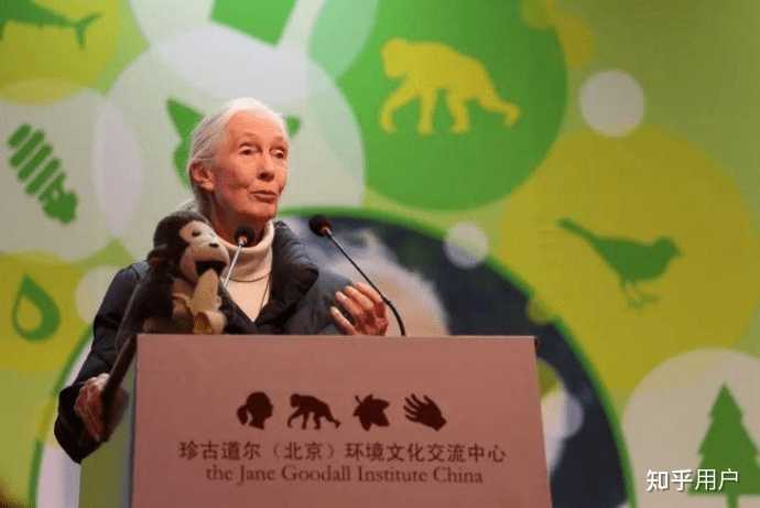 如何评价纪录片《珍·古道尔的传奇一生》? - 知乎