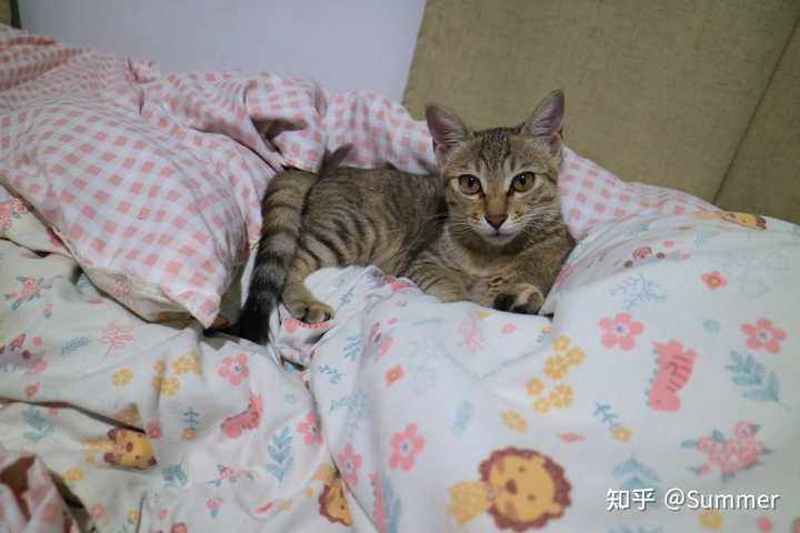 养雀猫(麻猫)是一种怎样的体验? - 知乎