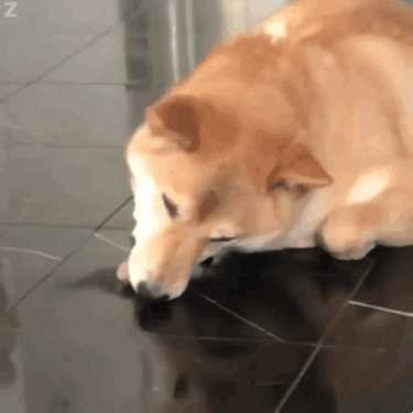 谁还有这样的狗子表情包