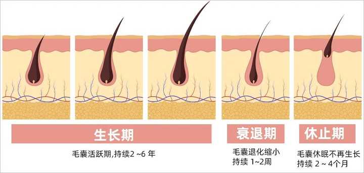 防脱生发精华是智商税么？哪些值得买？ - 知乎