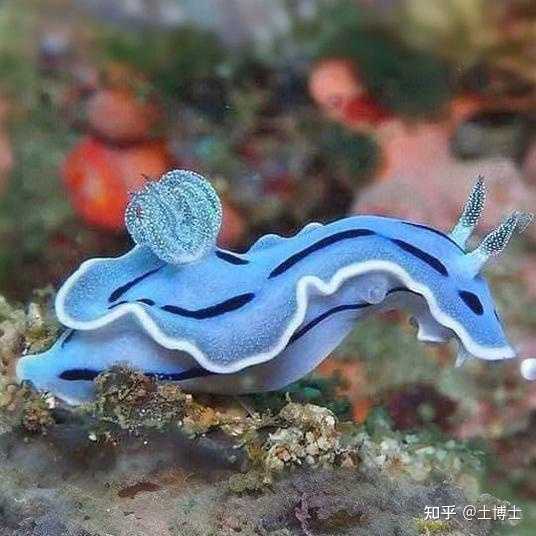 海兔是如何繁殖的? - 知乎