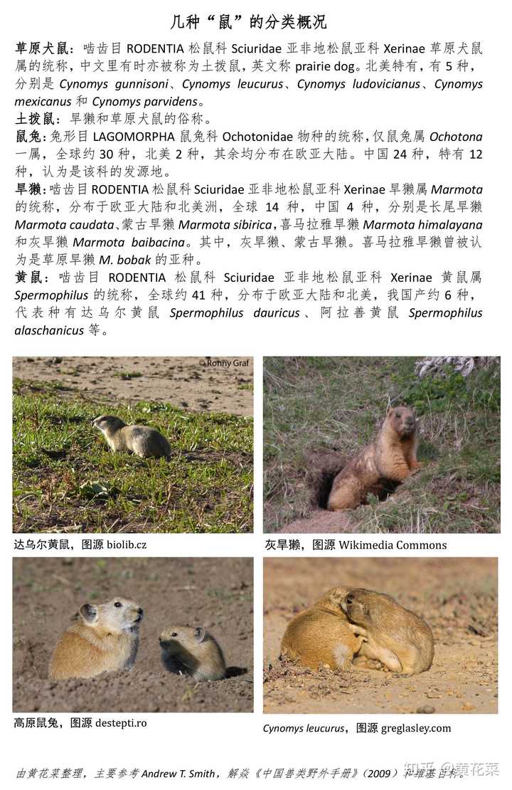 「黄鼠」的外形特点有哪些?主要活动地区有哪些? - 知乎