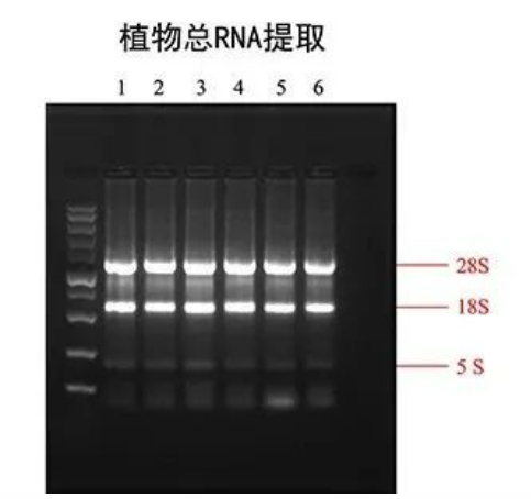提取 rna 有哪些注意事项？ - 知乎