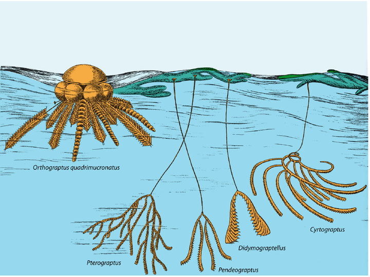 ▼筆石Graptolites 海生生物 化石 筆石- 維基百科，自由的百科全書