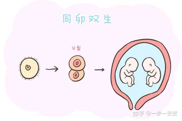 多胎妊娠是怎么一回事? - 知乎