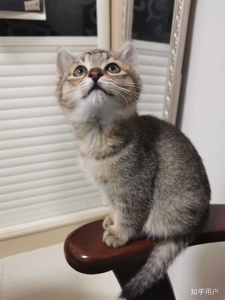 养雀猫(麻猫)是一种怎样的体验? - 知乎