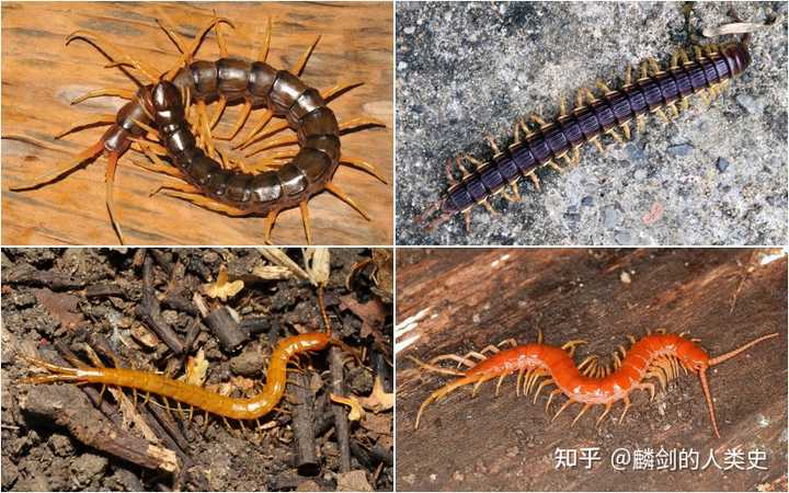 Mimops 蜈蚣这类生物那么多脚,它每只都能单独控制吗? - 知乎