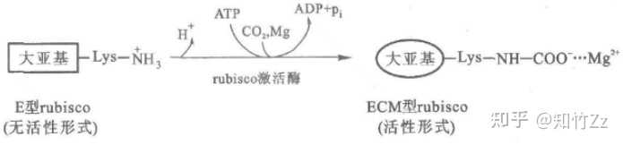 高中生物光合作用暗反应中二氧化碳的固定中为何叫“固定”? - 知乎