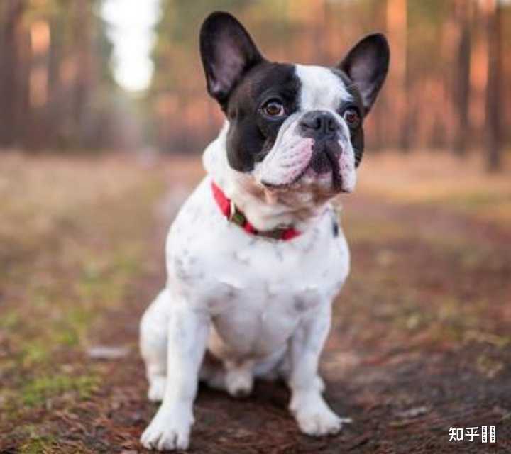 当我们使用量词的时候, 是用一只狗 还是一条狗? - 知乎
