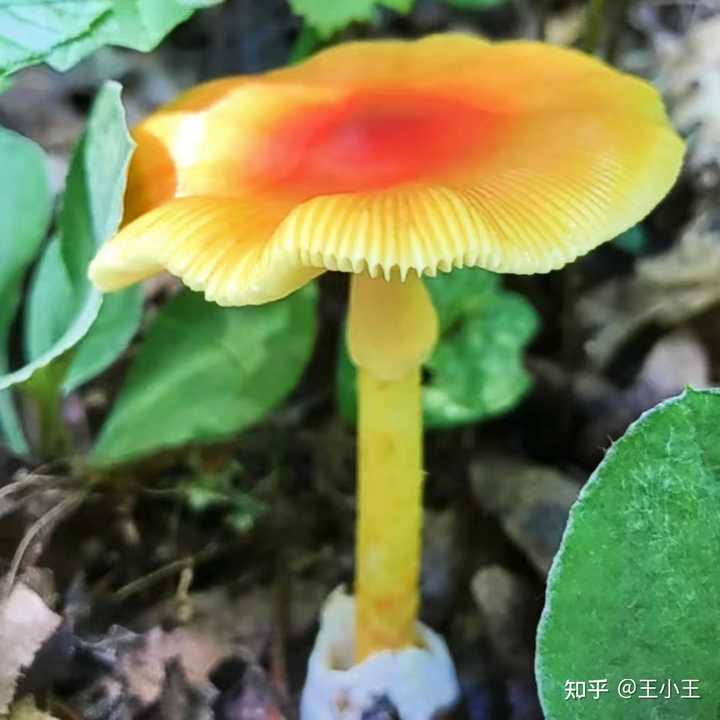 鹅膏菌有能吃的吗？ - 知乎