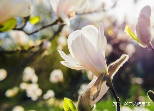 为什么这棵玉兰花会已经开了近一周? - 知乎