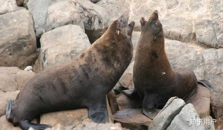 怎么区分海狮、海狗、海豹? - 知乎