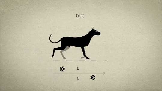 狗是怎么走路的
