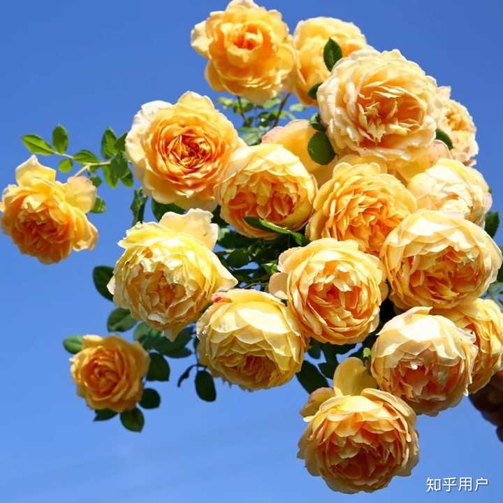 月季 玫瑰 蔷薇有何区别 知乎 月季 玫瑰 蔷薇有何区别 知乎