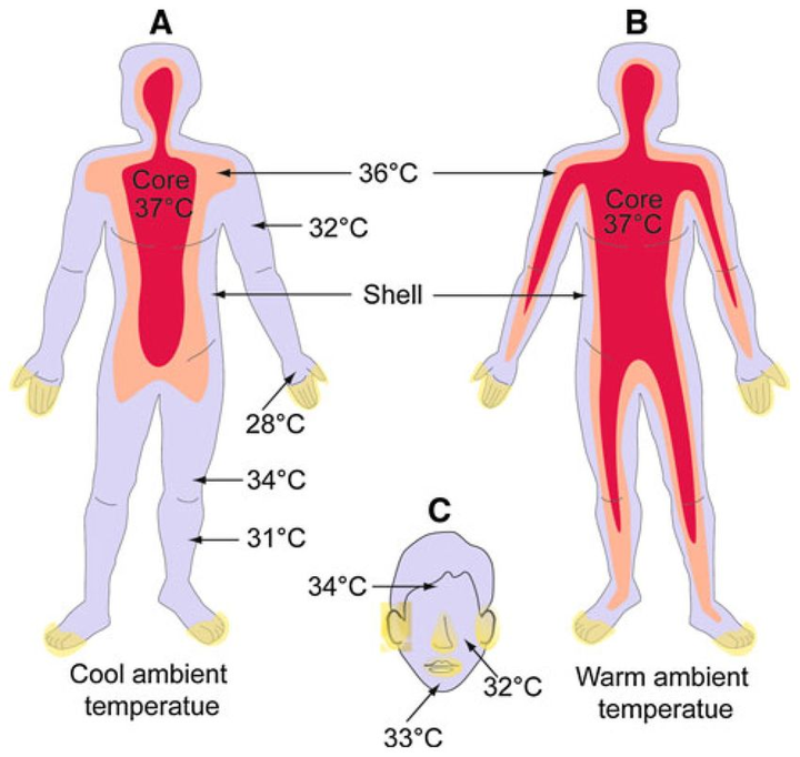 What's the average human body temperature—and is it cooling down?