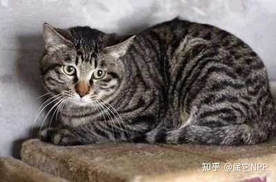 中国特有的狸花猫有哪些特点? - 知乎