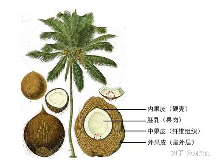 椰子里面全是水，拿什么生根发芽? - 知乎