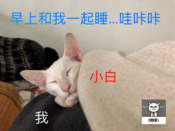 养东短(东方短毛猫)是什么体验? - 知乎