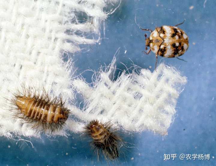 这是啥虫子?有危害吗? - 知乎