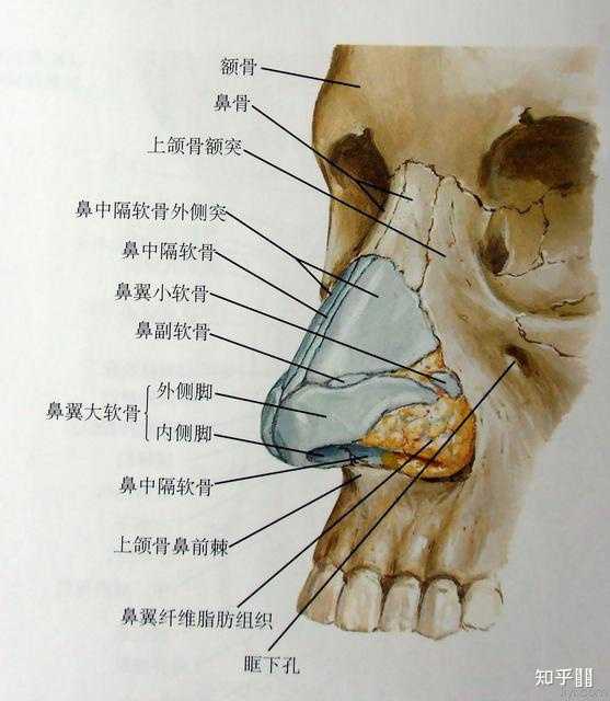 想知道鼻子很高是一种什么样的体验? - 知乎