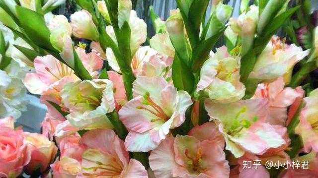 常见花的花语是什么 小小梓君的回答 知乎 常见花的花语是什么 小小梓君的回答 知乎