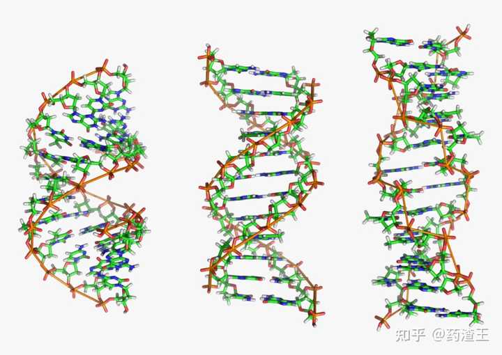 dna 模型为什么几乎都是右旋? - 知乎