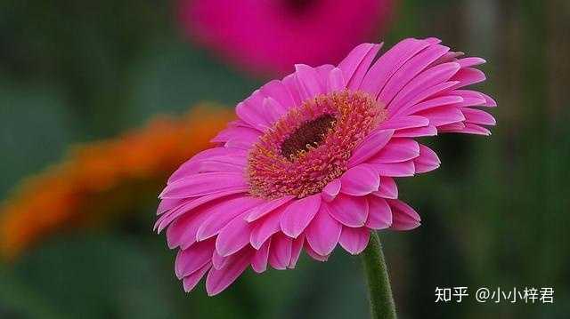 常见花的花语是什么 小小梓君的回答 知乎 常见花的花语是什么 小小梓君的回答 知乎